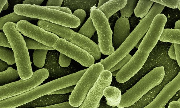 A vueltas con el microbioma: ¿Serán las heces una nueva arma terapéutica contra el cáncer?